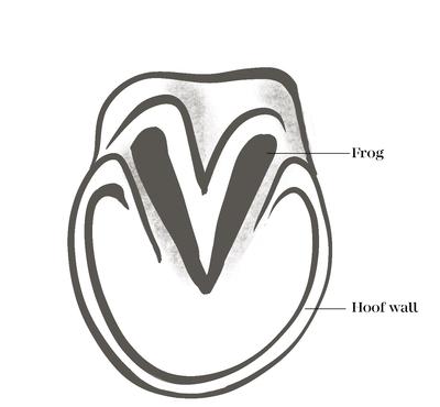 WJEE Jan 23 - Feature 2 Fronius - Hoof illustration